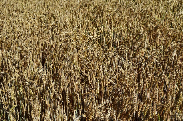 pole pšenice
